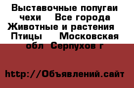 Выставочные попугаи чехи  - Все города Животные и растения » Птицы   . Московская обл.,Серпухов г.